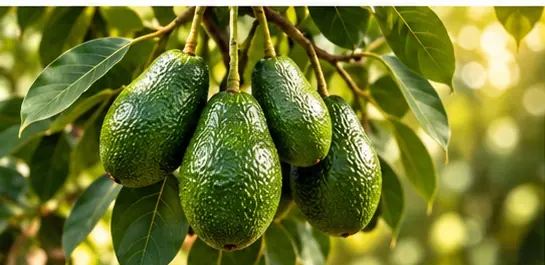 Avocado plantation