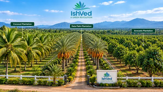 Multi-Cropping Plantation View
